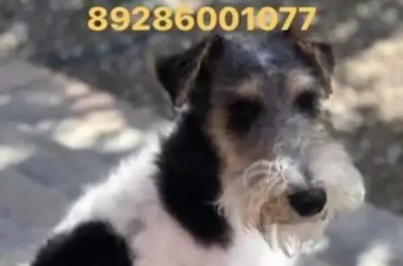 Пропала собака Фокстерьер в Зернограде