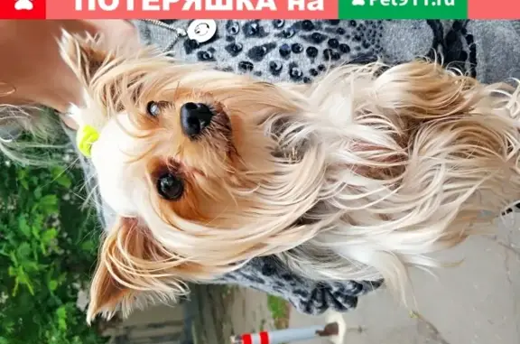 Найдена собака на улице Седина в Краснодаре