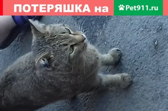 Потерян кот на улице Крылова 81 в Абакане