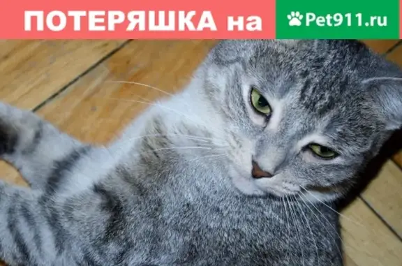 Пропала кошка в районе Коптево, 3-й Новомихалковский пр-д, 5.