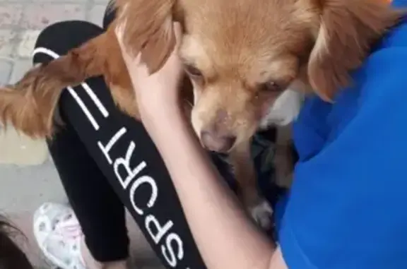 Собака найдена: ул. Сирадзе, 27, Новороссийск