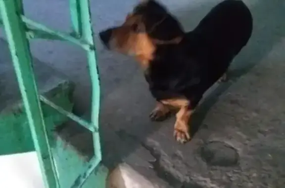 Найдена собака в Орле на ул. 6-ой орловской дивизии 11