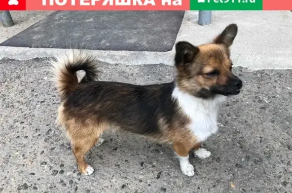Найдена собака на улице Добролюбова в Улан-Удэ