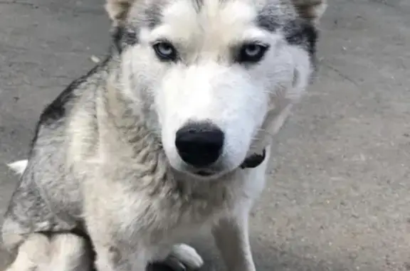 Собака Хаски найдена в Таганроге.