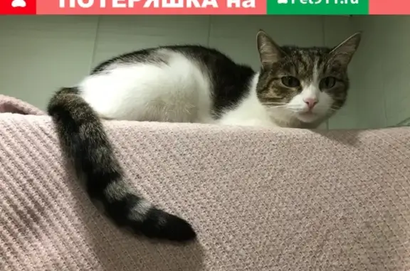 Пропала кошка в Москве, вознаграждение гарантирую: 4-й Вешняковский проезд, 7