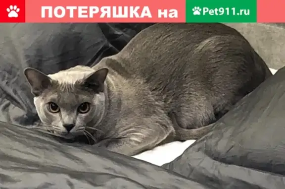 Пропала кошка в Казани, Рябиновая улица, вознаграждение.