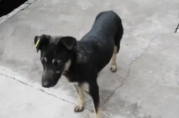 Найдена собака в Благовещенске, ул. Забурхановская 93
