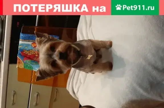 Пропала собака Стич в селе Ленинском