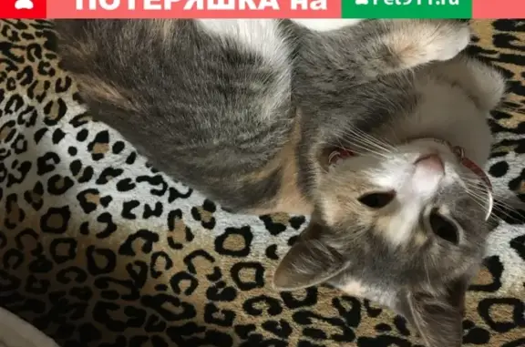 Найдена трехцветная кошка с игрушкой в Волгограде