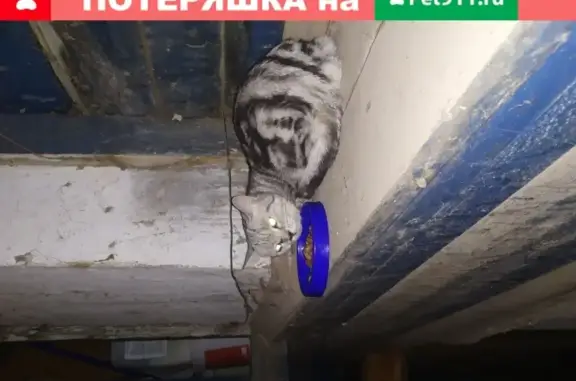 Найдена породистая кошка на ул. Дарвина, 24