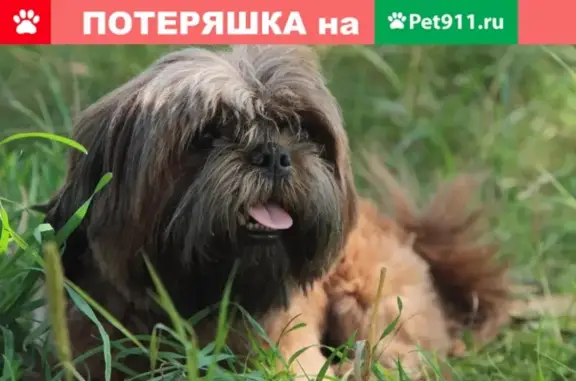 Пропала собака Ши-тцу в Подольске, Октябрьский проспект, 5Б