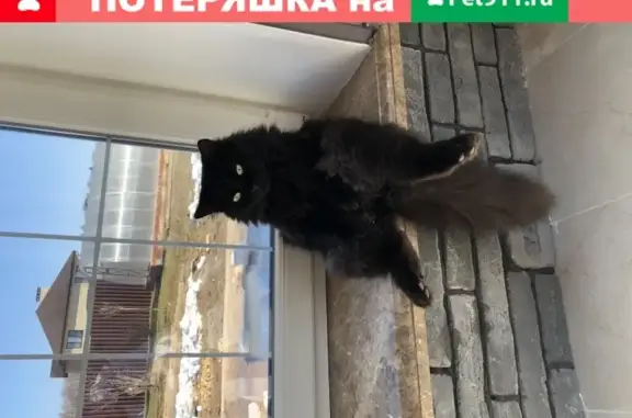 Пропал чёрный кот в Москве