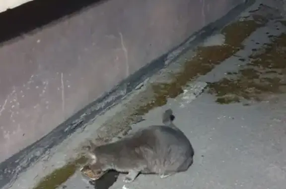 Найден серый кот у д.1к.2 на Якорной улице