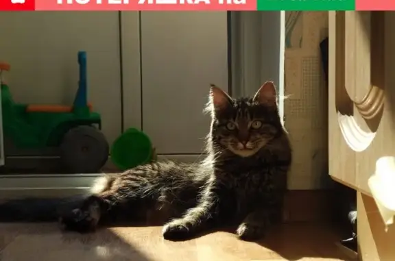 Объявления о пропавших и найденных животных, , фото: Пропала кошка в Балаклавском районе, возле магазина Пуд