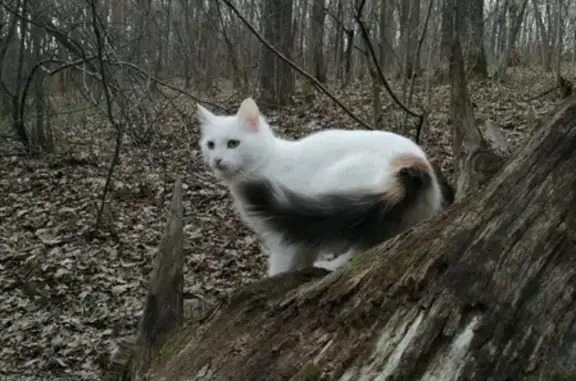 Кошки потеряшки, , фото: Потеряшка кошка возле Эльменя 26, помогите найти!