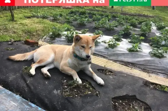 Пропала собака, окрас Рыжий