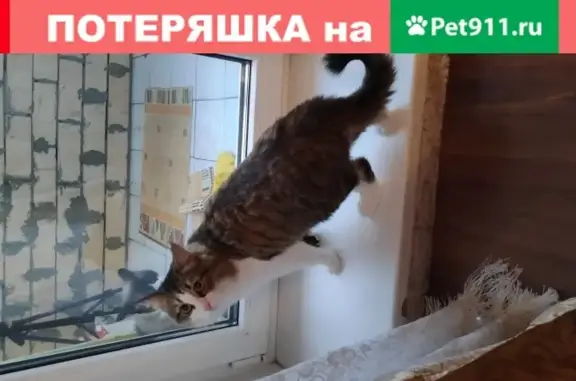 Найдена кошка, Тюмень, фото: Найдена кошка на Щербакова 98, крупный и ухоженный.
