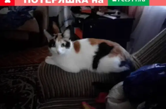 Найдена трехцветная кошка в Нижнем Новгороде