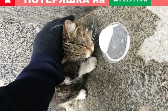 Найдена кошка на Рязанском проспекте с раной