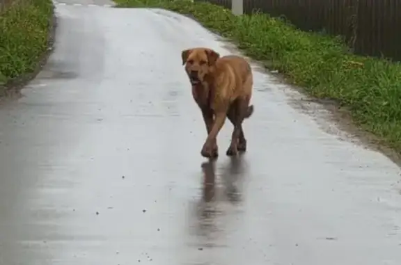 Ухоженная собака в деревне Владычино, Московская область