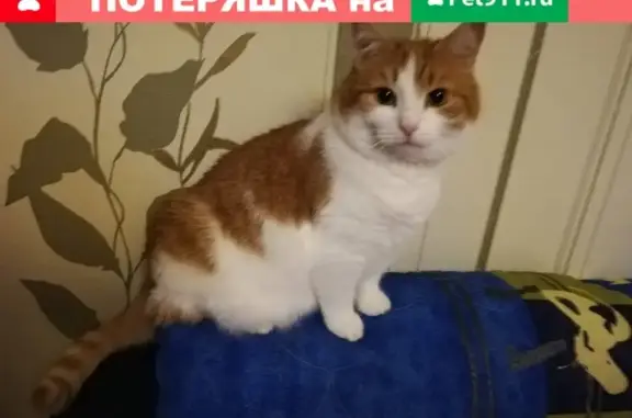 Кошки потеряшки, Ухта, фото: Потеряшка кошка на 3-их Водненских дачах в Ухте