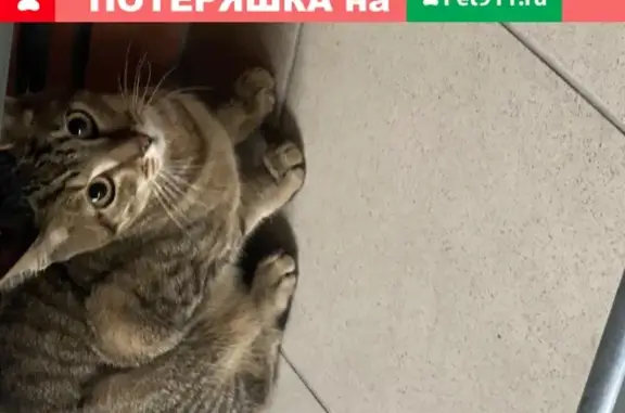 Найден котенок в Новой Москве, ищет хозяина