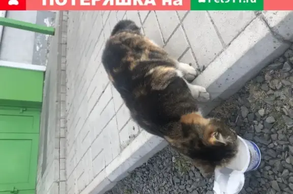 Ухоженная кошка ищет дом в Петрозаводске