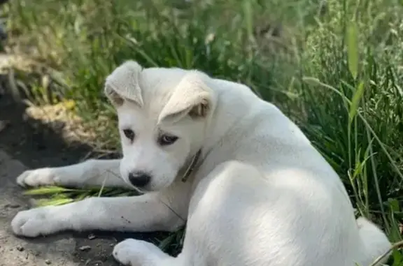 Найден щенок на улице Геологической, Краснодар