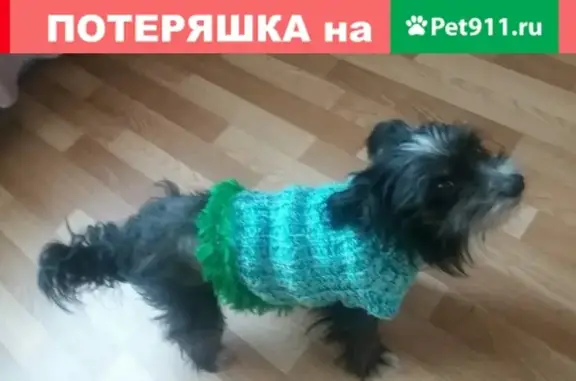 Пропала собака Бандик на улице 30 лет Победы, Могилёв