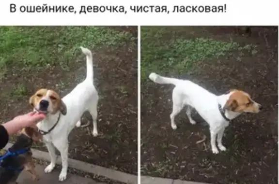 Пропала собака Ликуся на улице Гагарина в Жуковском