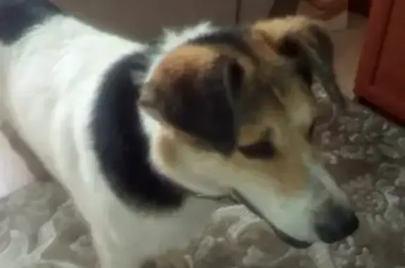 Найдена собака в Зеленограде, к1443