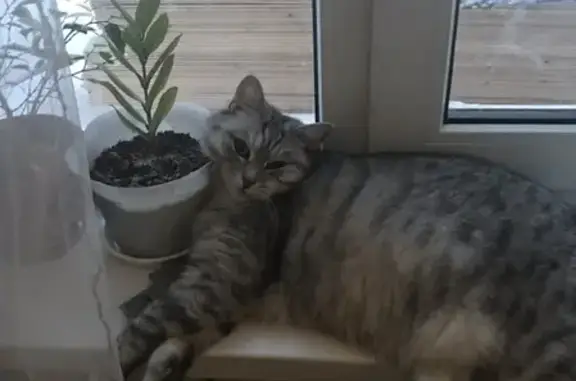 Объявления о пропавших и найденных животных, Ижевск, фото: Пропала кошка Ася на Славянском шоссе