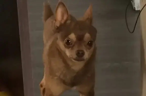 Собаки потеряшки, Псков, фото: Потеряшка собака с шрамом на левой ноге в Торошинке, Псковская обл.