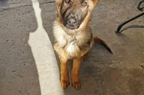 Собаки потеряшки, Сириус, фото: Потеряшка щенок Мухтар на Весёлой ул. в Сочи