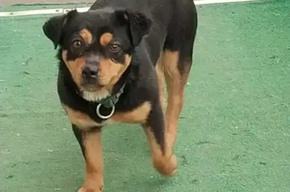 Найдена собака на улице Руднёвка в Москве