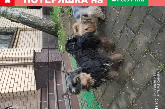 Найдена собака на ул. Опаринской, Быково