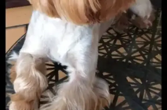 Объявления о пропавших и найденных животных, Старый Оскол, фото: Пропала собака Карамелька, ул. Кедровая 14, Белгородская обл.