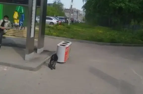 Найдена собака, Нижний Новгород, фото: Найдена собака на остановке Ашхабадская, Нижний Новгород