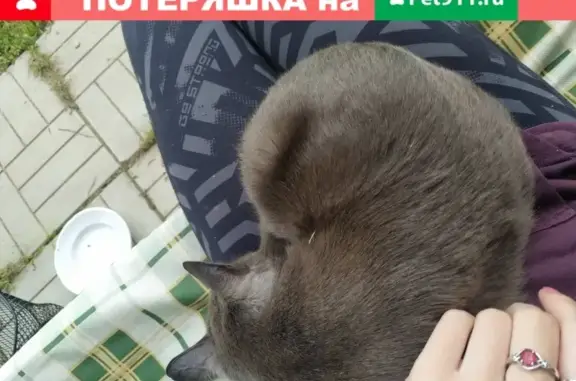 Найдена серая беременная кошка в Гагарине