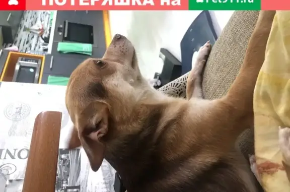 Собака найдена в Старом Осколе, Белгородская область