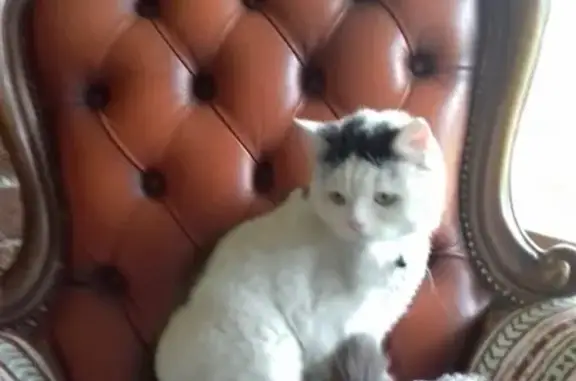 Найдена подстриженная кошка возле Ашана в Балабаново