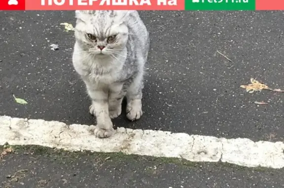 Найдена напуганная кошка у автосервиса в Москве