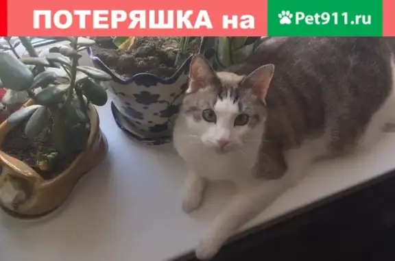 Пропала кошка в Манушкино, Чехов.
