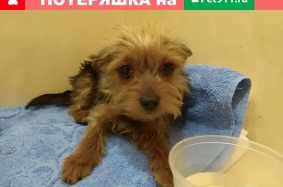 Собака найдена в Удельном парке, СПб