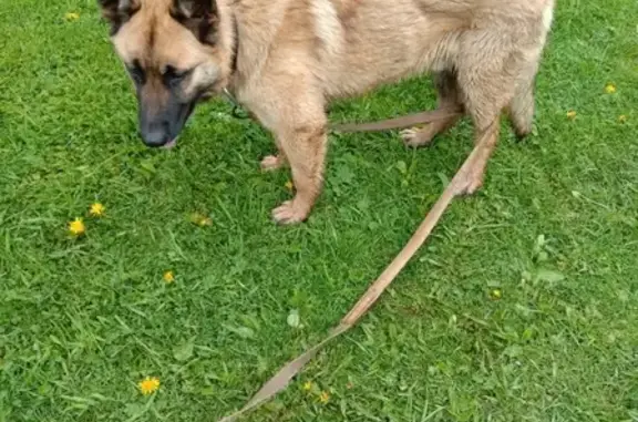 Собака Кобель найдена в Ильинском Кимрах без ошейника