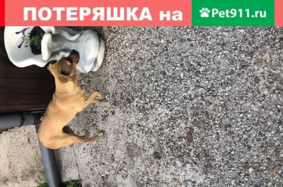Собачка найдена в Дмитриевке, Респ. Башкортостан, Россия, 450512