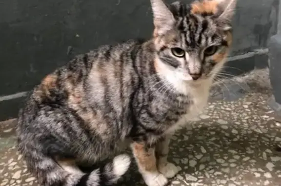Найдена домашняя трехцветная кошка в Химках
