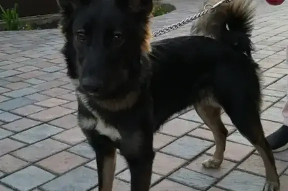 Собака найдена в с. Нагаево, контактная, среднего размера.