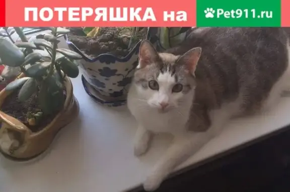 Пропал кот Коржик, Сосновая ул., Чеховский район.