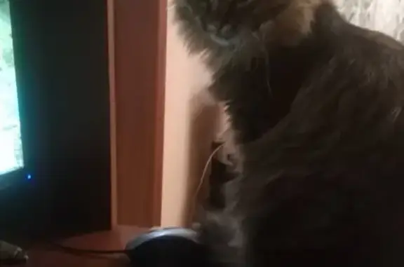 Кошки потеряшки, , фото: Потеряшка кот Пушок в Нефтеюганске